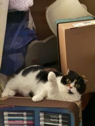 Reunited Female Cat last seen Chapin Rd, Benbrook, TX 76116