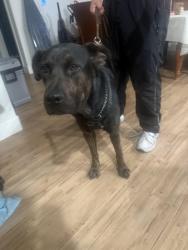 Found/Stray Male Dog last seen Fairmount Park, Riverside, CA 92501