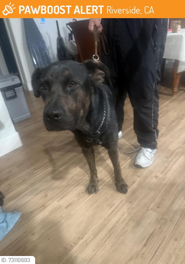 Found/Stray Male Dog last seen Fairmount Park, Riverside, CA 92501