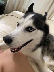 Found/Stray Male Dog last seen Kempton Pl & Haywood Ave, Charlotte, NC 28208
