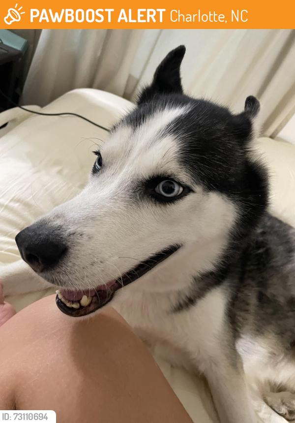 Found/Stray Male Dog last seen Kempton Pl & Haywood Ave, Charlotte, NC 28208
