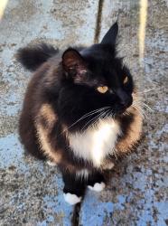 Lost Female Cat last seen Tremont, Pottery, Lund, Bethel, Port Orchard, WA 98366