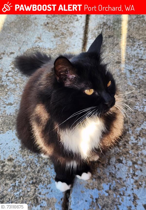 Lost Female Cat last seen Tremont, Pottery, Lund, Bethel, Port Orchard, WA 98366