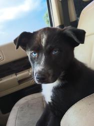 Reunited Male Dog last seen Aspen and Pitt street ne 87112, Albuquerque, NM 87112