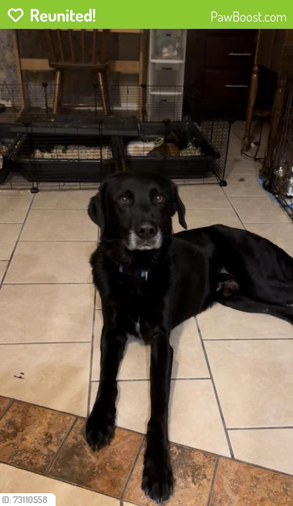 Reunited Male Dog last seen Hartman/Overton, Tucson, AZ 85742