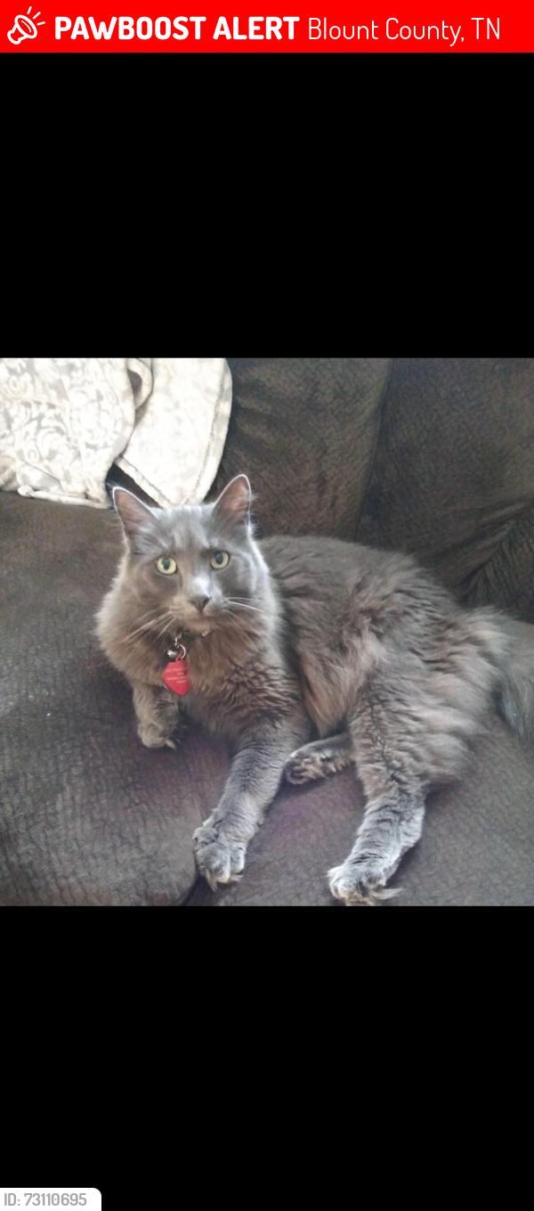 Lost Male Cat last seen Ramsey rd, Blount County, TN 37801