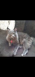 Lost Male Cat last seen Ramsey rd, Blount County, TN 37801