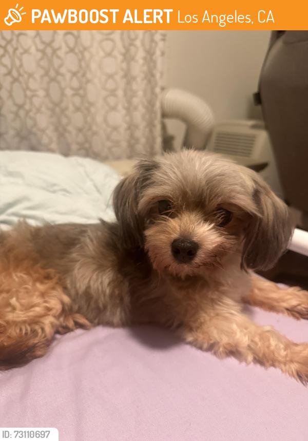 Found/Stray Female Dog last seen Crenshaw Blvd and W 23rd St, Los Angeles, CA 90007