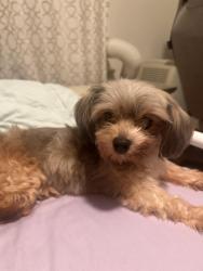 Found/Stray Female Dog last seen Crenshaw Blvd and W 23rd St, Los Angeles, CA 90007