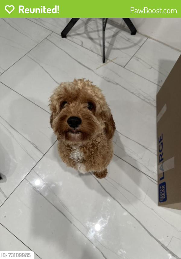 Reunited Male Dog last seen Airoso and prima vista blvd, Port St. Lucie, FL 34983