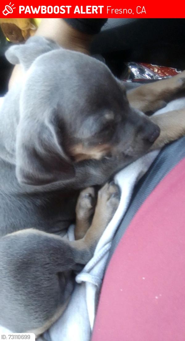 Lost Male Dog last seen Near Mono E Ave, Fresno, CA 93702