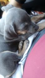 Lost Male Dog last seen Near Mono E Ave, Fresno, CA 93702