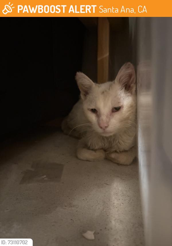 Found/Stray Male Cat last seen By El salvador Park, Santa Ana, CA 92703