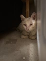Found/Stray Male Cat last seen By El salvador Park, Santa Ana, CA 92703