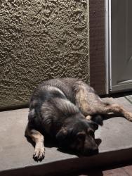 Found/Stray Male Dog last seen 156st E, Lake Los Angeles, CA 93591