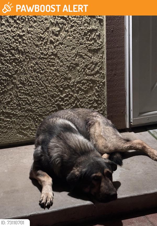 Found/Stray Male Dog last seen 156st E, Lake Los Angeles, CA 93591