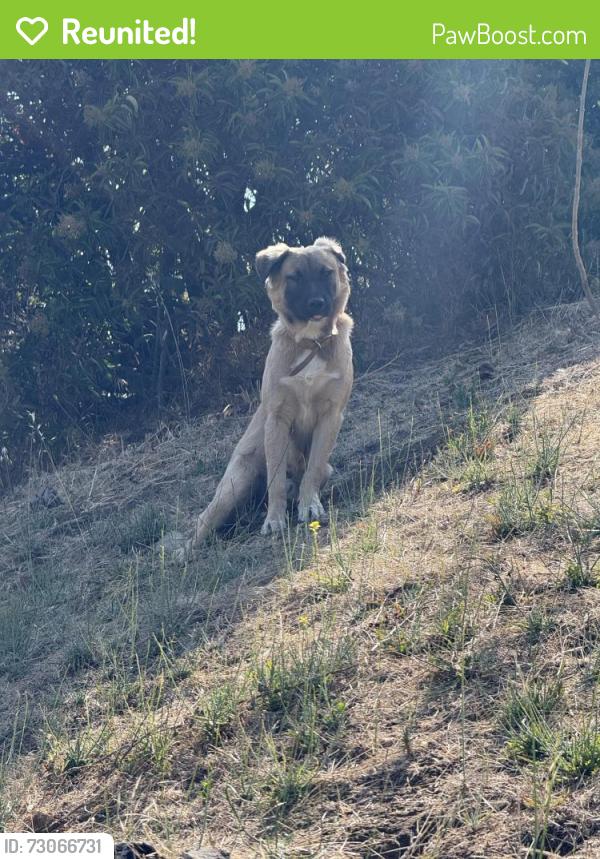 Reunited Male Dog last seen Verdugo hills high school, Los Angeles, CA 91352