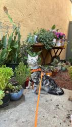 Lost Male Cat last seen caminito glenellen, San Diego, CA 92126