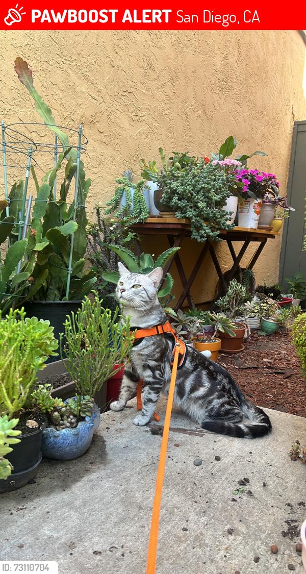 Lost Male Cat last seen caminito glenellen, San Diego, CA 92126