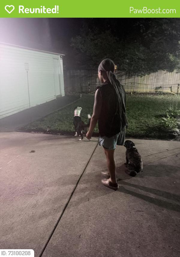 Reunited Female Dog last seen Hale, Memphis, TN 38112