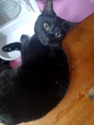 Reunited Female Cat last seen Near Eton Avenue N120BB, Greater London, England N12 0BB