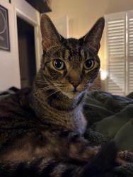 Lost Male Cat last seen Elkhorn and don Julio, Sacramento, CA 95842