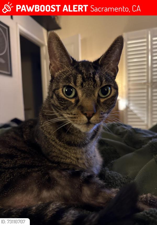 Lost Male Cat last seen Elkhorn and don Julio, Sacramento, CA 95842