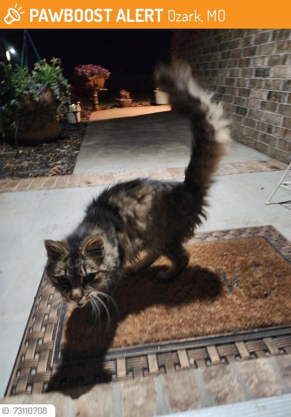 Found/Stray Unknown Cat last seen Mesa Dr, Ozark, MO 65721