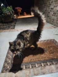 Found/Stray Unknown Cat last seen Mesa Dr, Ozark, MO 65721