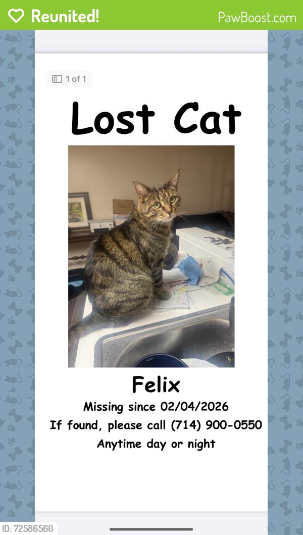 Reunited Male Cat last seen Lincoln and Walker in Cypress, Ca., Cypress, CA 90630