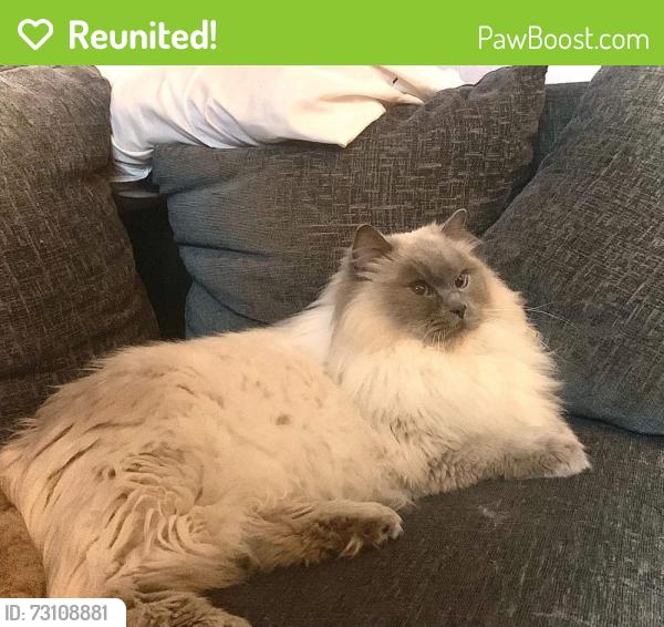 Reunited Female Cat last seen John Kennedy Rd, Hattersley, England 