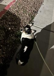 Reunited Male Dog last seen Durango and deer springs, Las Vegas, NV 89149
