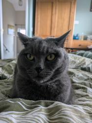 Reunited Male Cat last seen Whiteside Avenue, Blackbrook, St Helens, St Helens, England WA11 9RQ