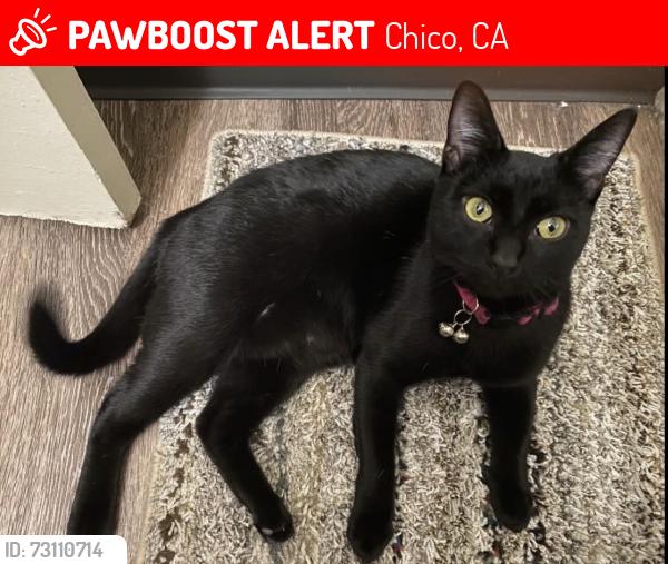 Lost Female Cat last seen Ivy st, Chico, CA 95928