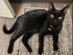 Lost Female Cat last seen Ivy st, Chico, CA 95928