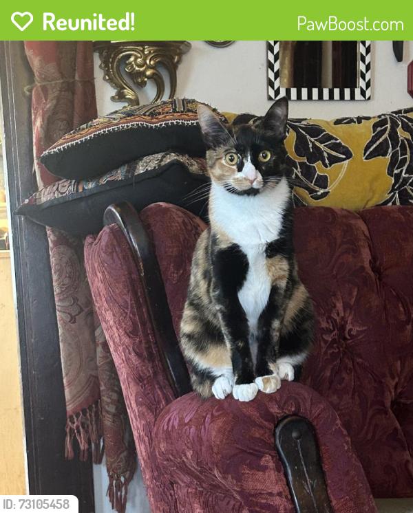 Reunited Female Cat last seen 80th and Taylor Street, Portland, OR 97215