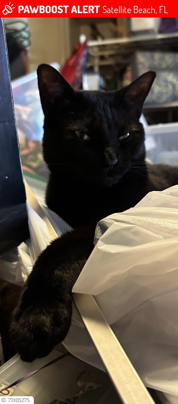 Lost Female Cat last seen Ocean Blvd , Sabal palm, Kittywake, Satellite Beach, FL 32937