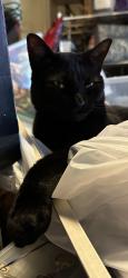 Lost Female Cat last seen Ocean Blvd , Sabal palm, Kittywake, Satellite Beach, FL 32937