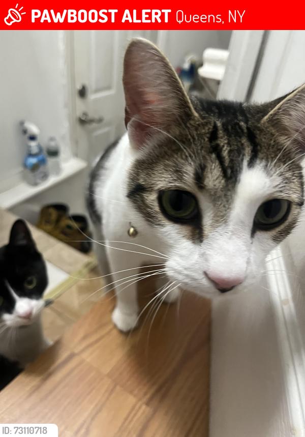 Lost Male Cat last seen Joseph Aado elementary school, Queens, NY 11416