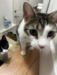 Lost Male Cat last seen Joseph Aado elementary school, Queens, NY 11416