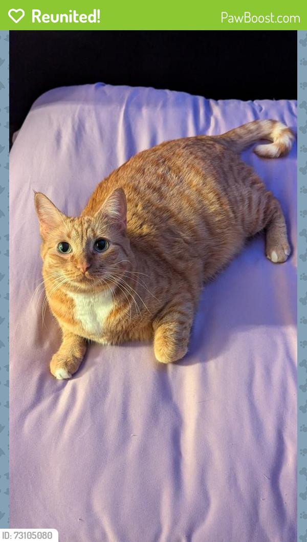 Reunited Female Cat last seen Near W 5th St, Tempe, AZ 85281, USA, Tempe, AZ 85281