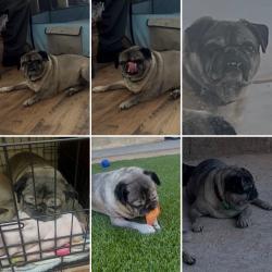 Reunited Male Dog last seen Spring/ Daisy, Long Beach, CA 90806
