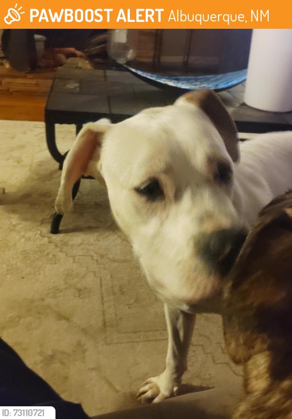Found/Stray Male Dog last seen Coors SW, Albuquerque, NM 87121