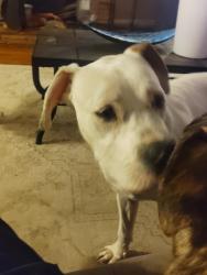 Found/Stray Male Dog last seen Coors SW, Albuquerque, NM 87121