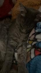 Reunited Unknown Cat last seen Olive and Sycamore Street, Anaheim, CA 92815