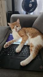 Lost Male Cat last seen Scarlett and coyote, San Jose, CA 95111