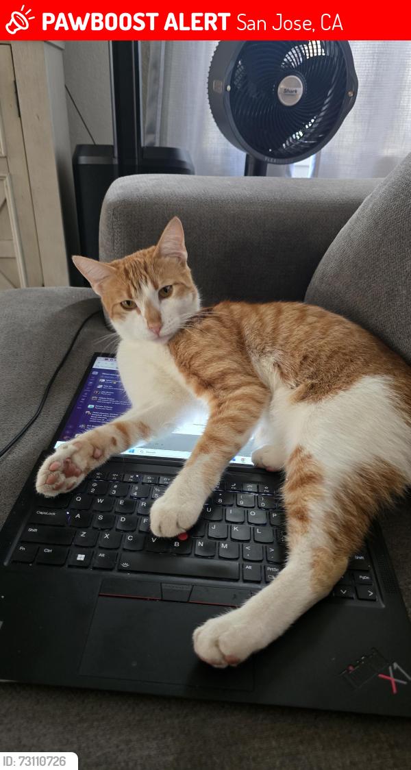 Lost Male Cat last seen Scarlett and coyote, San Jose, CA 95111