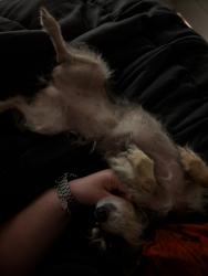 Reunited Female Dog last seen Grosbeak Lane and Carraway Lane, Magnolia, TX 77354