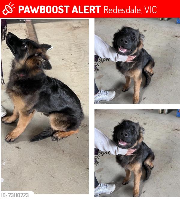 Lost Female Dog last seen Metcalfe-Redesdale road, Redesdale, VIC 3444