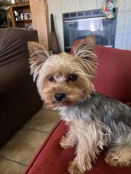 Reunited Female Dog last seen Kayuga St & 2nd Ave, Victorville, CA 92395